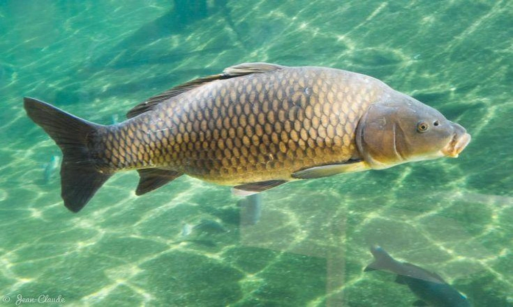 A large common carp swimming underwater in a freshwater lake surrounded by aquatic vegetation.