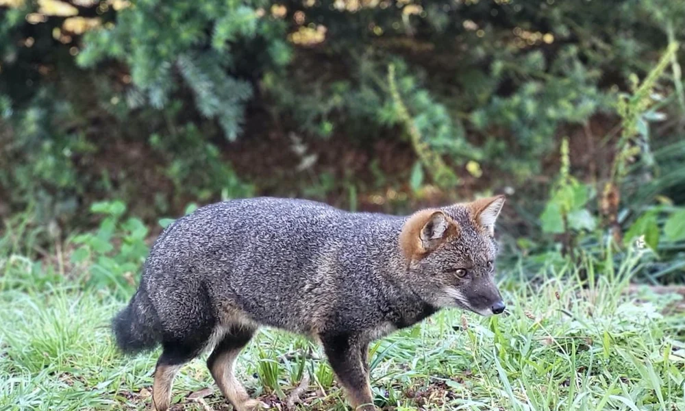 Darwin’s fox standing in the temperate rainforest of southern Chile.