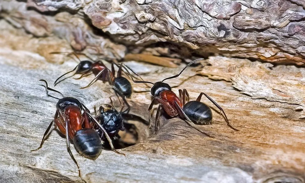 Black carpenter ant walking across weathered wood near its nest.