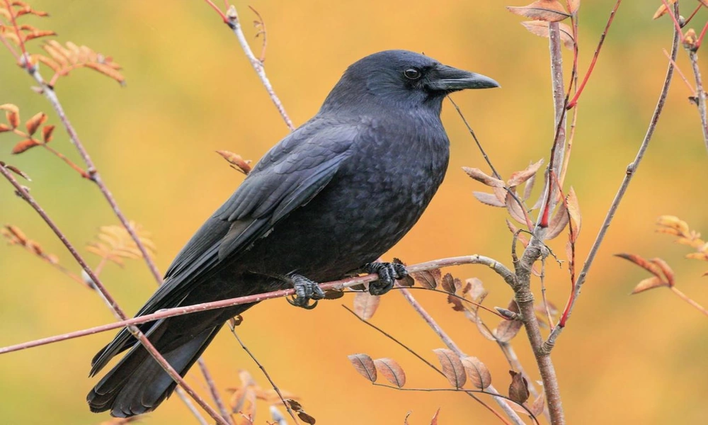 A black American crow perched on a tree branch with woodland vegetation in the background.