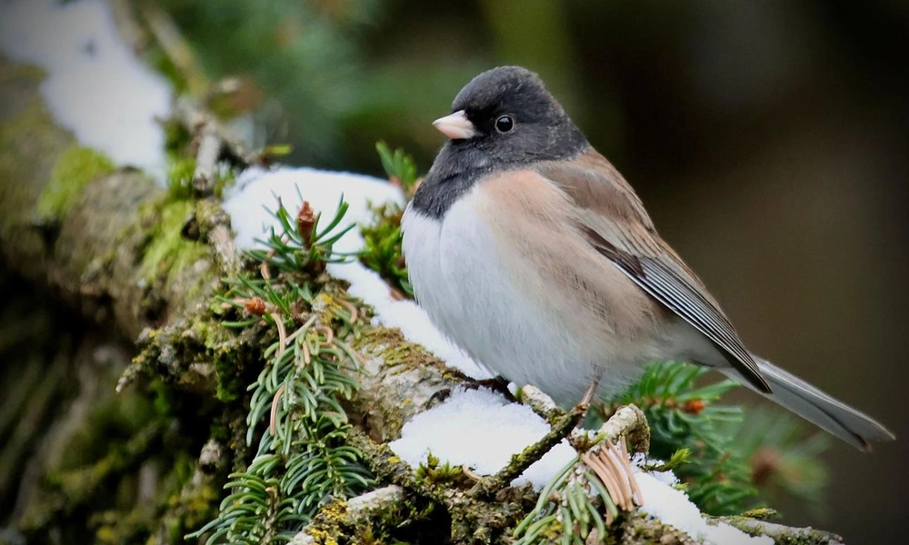 Dark-eyed junco perched among vegetation in North America.