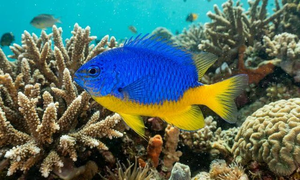 Damselfish swimming above a tropical coral reef.