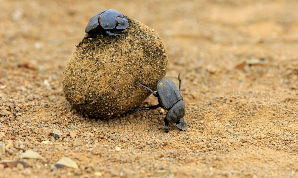 Dung beetle rolling a ball of dung across grassland soil.