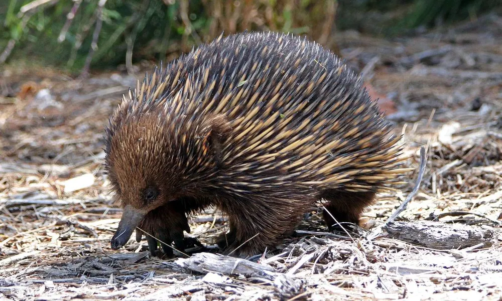 Short-beaked echidna (Tachyglossus aculeatus) walking through natural vegetation.