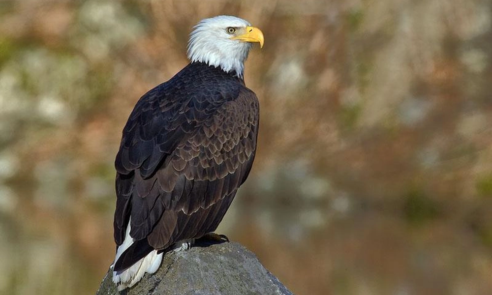 Eagle flying with its wings spread in the sky.