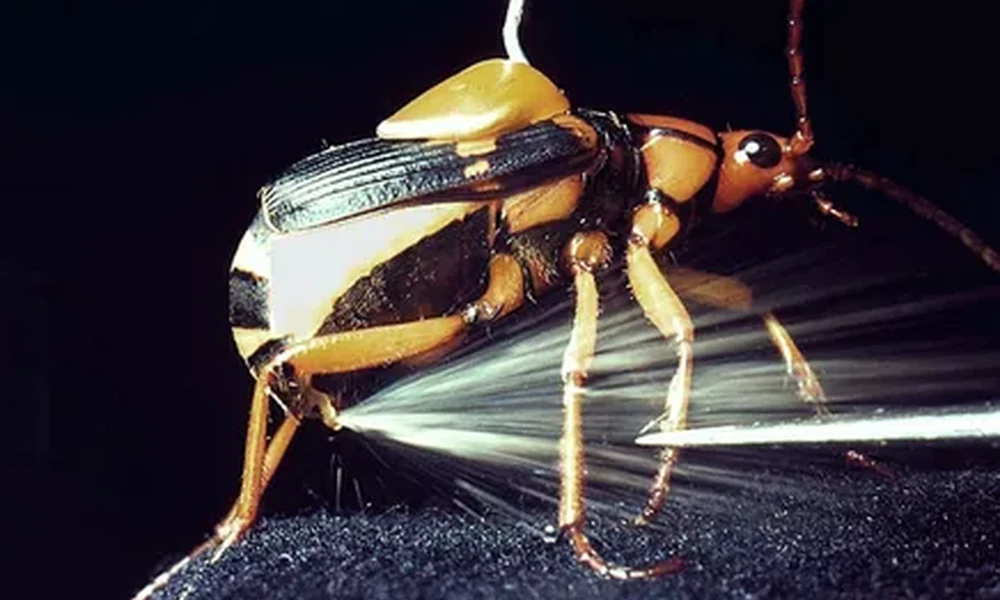 Orange and black bombardier beetle spraying a fine jet of liquid from the tip of its abdomen against a dark background.