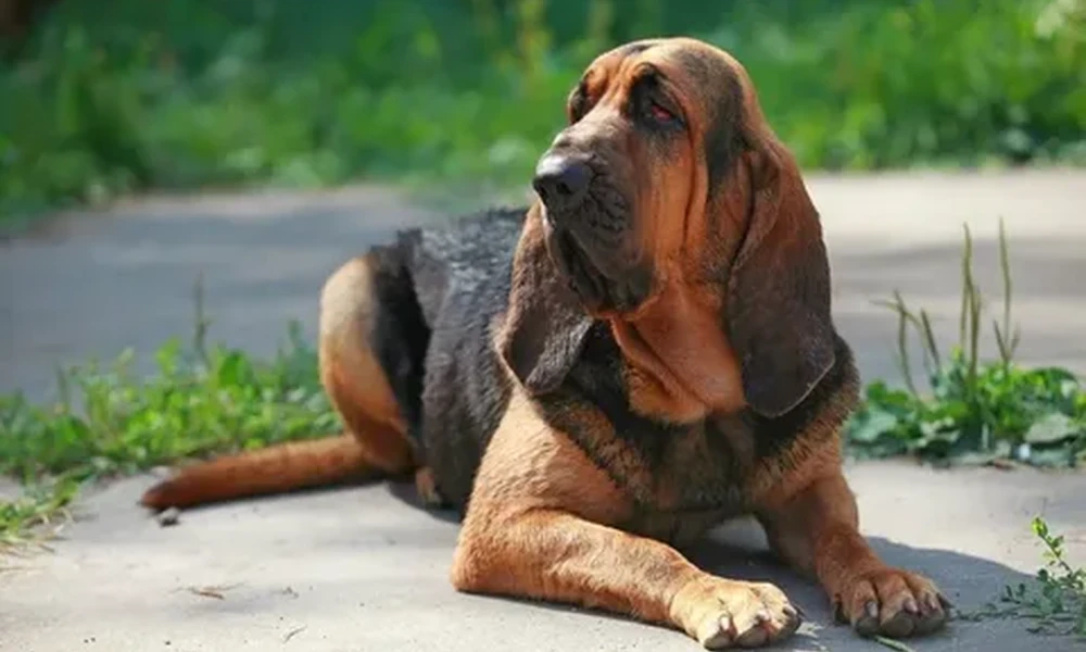 Bloodhound with long drooping ears lying on a paved path, with green plants in the background.