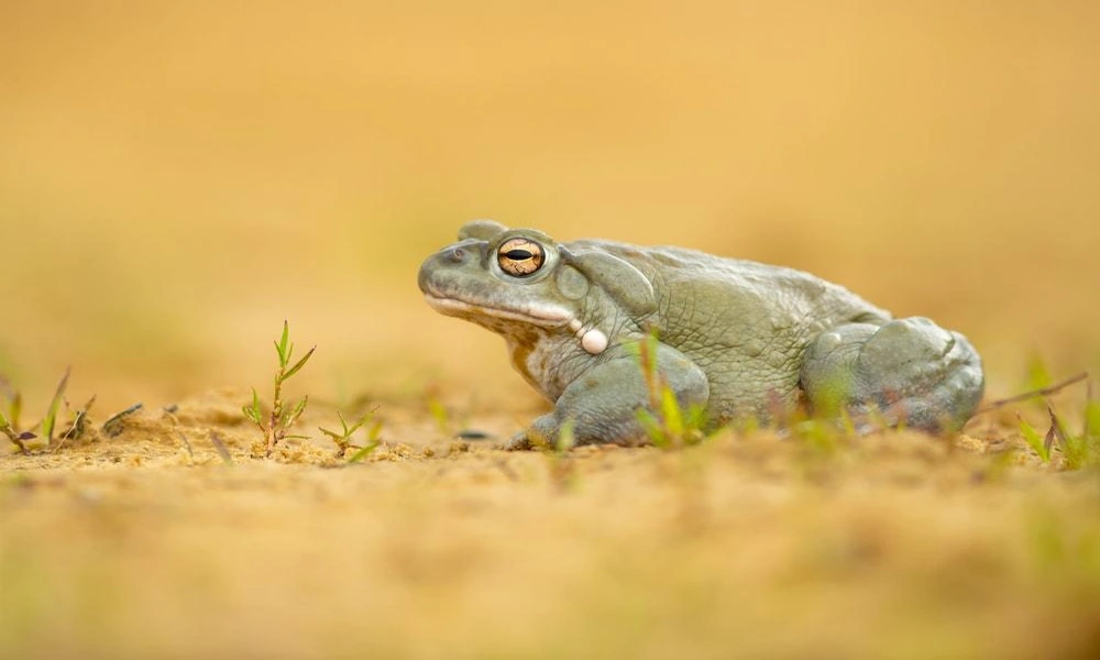 A Colorado River toad sitting on sandy ground among desert vegetation.