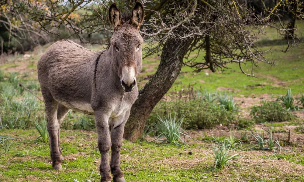 Domestic donkey standing in a grassy pasture.