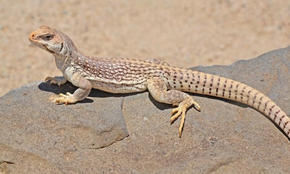 Desert iguana resting among creosote bushes in the southwestern United States.