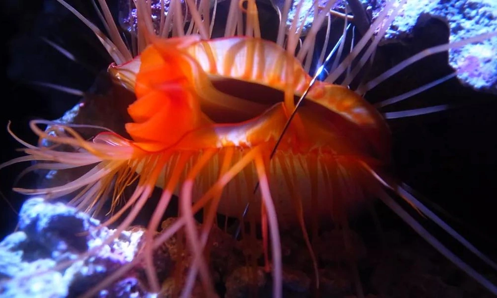 Disco clam with a bright flashing mantle on a tropical coral reef.