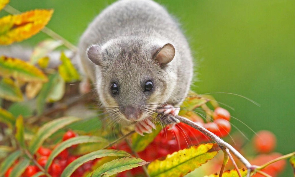 Edible dormouse (Glis glis) with gray fur and a bushy tail.