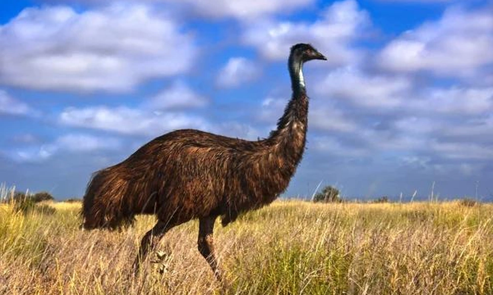Emu (Dromaius novaehollandiae) walking through Australian grassland.