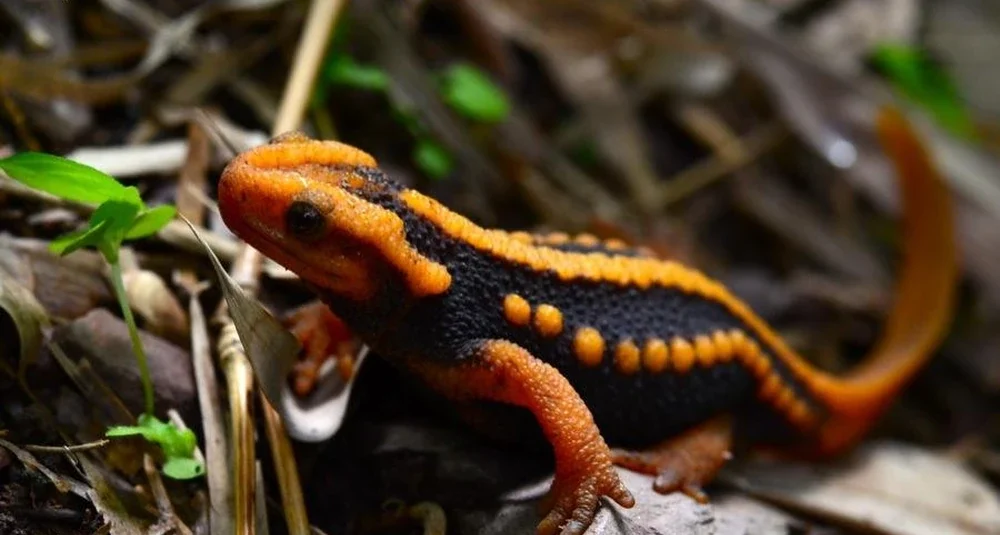 Emperor newt (Tylototriton shanjing) with orange markings on a dark body.
