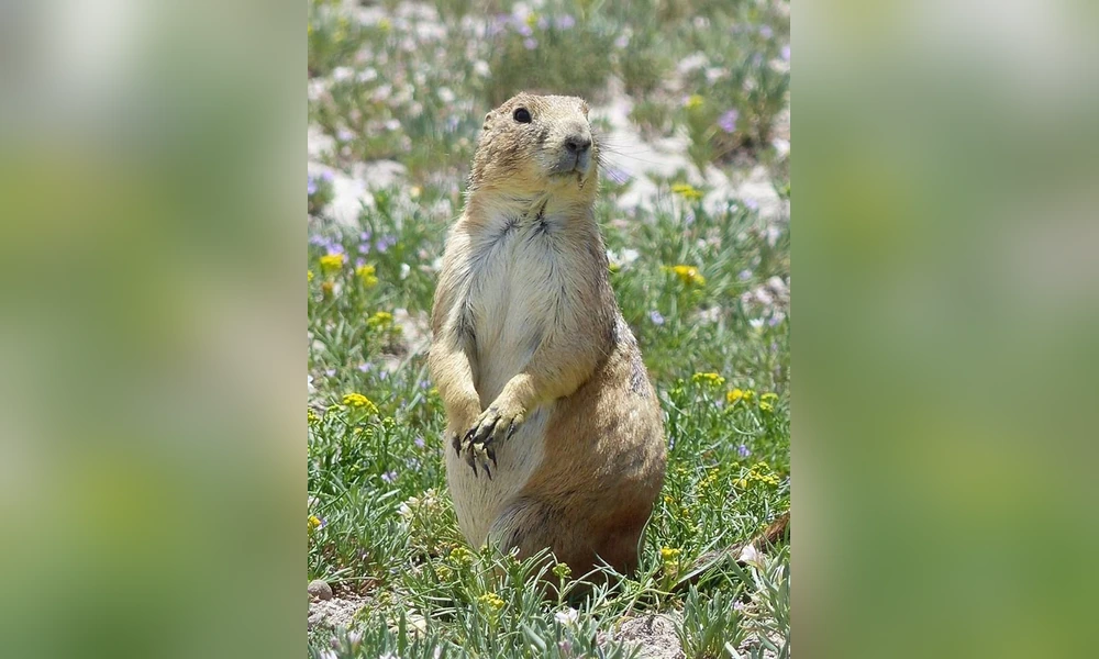 Mexican prairie dog standing upright in a grassy meadow