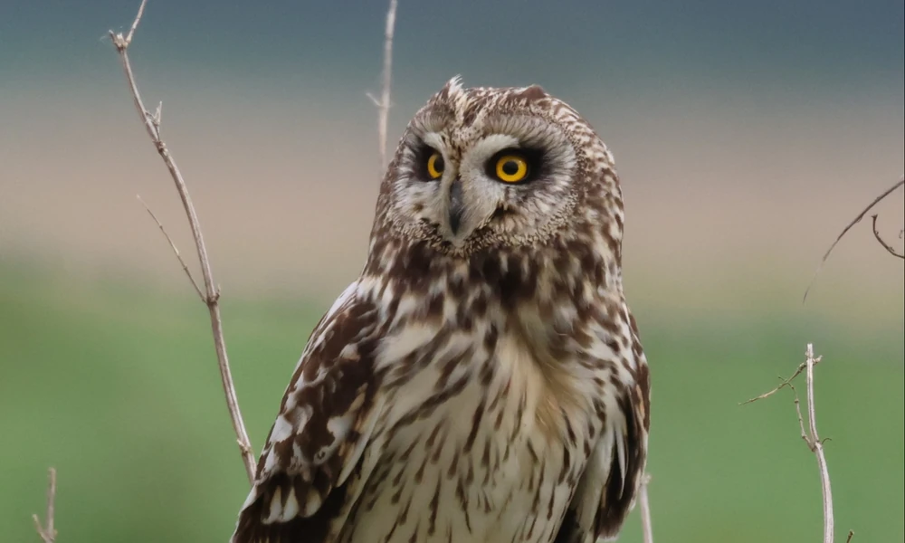 Short-eared owl perched on a fence post in a grassy field