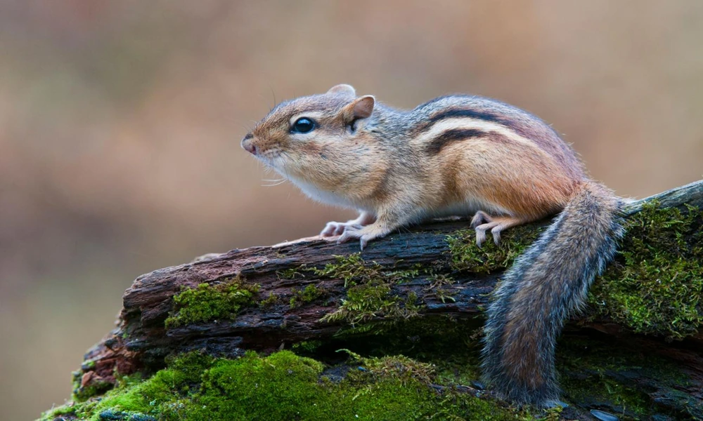 An eastern chipmunk sitting on a moss-covered tree stump while holding a seed.