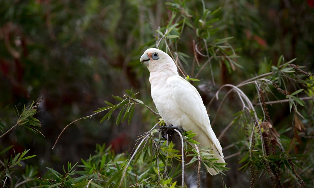 A little corella with pale feathers and a curved beak perched on a branch in Australia.