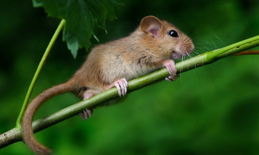 Hazel dormouse perched on a branch in a woodland habitat.