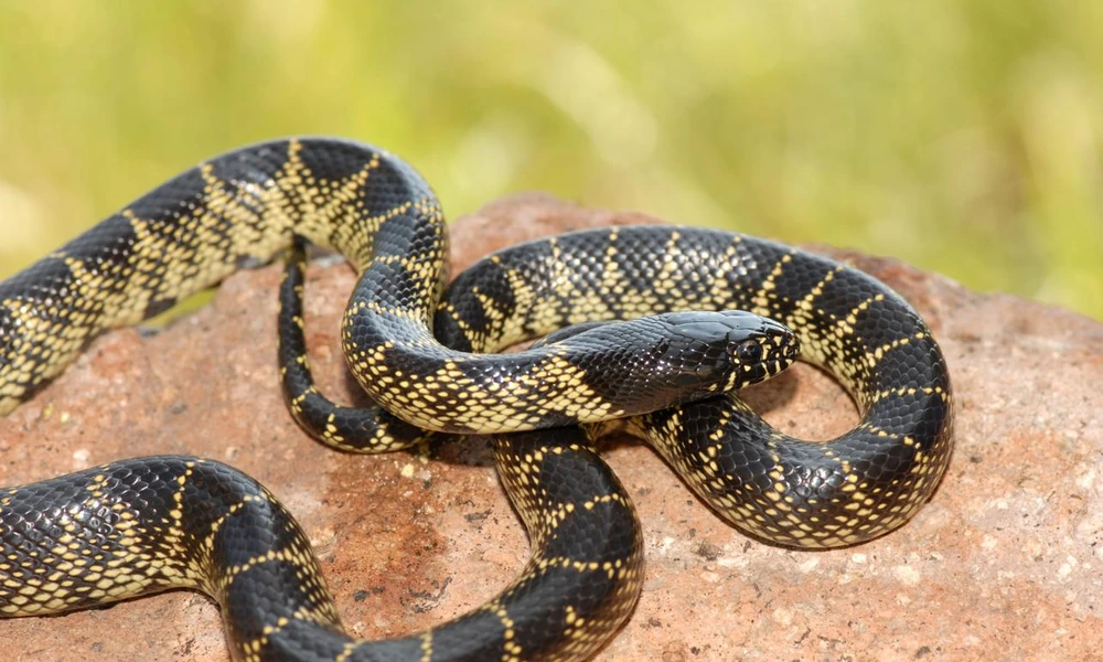 Desert kingsnake among rocks and dry vegetation in the southwestern United States.