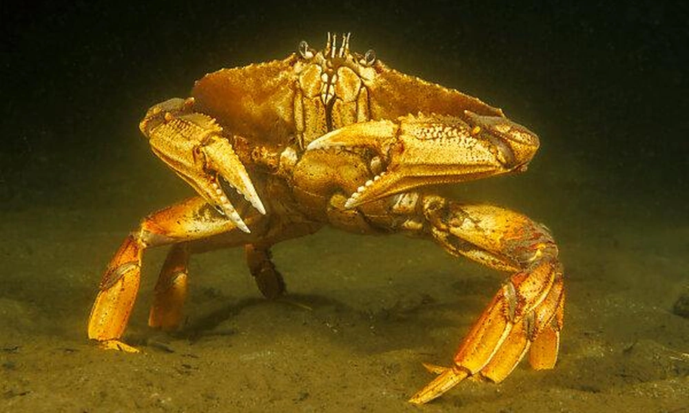 Dungeness crab walking across a sandy seabed on the Pacific coast.