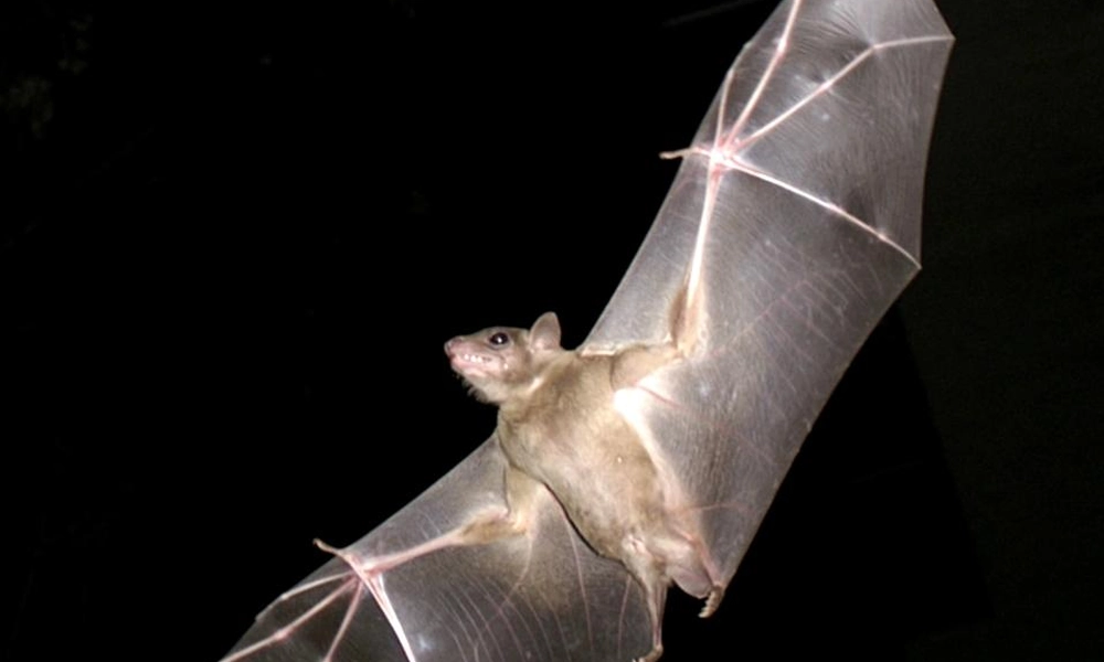 Egyptian fruit bat (Rousettus aegyptiacus) feeding on fruit.