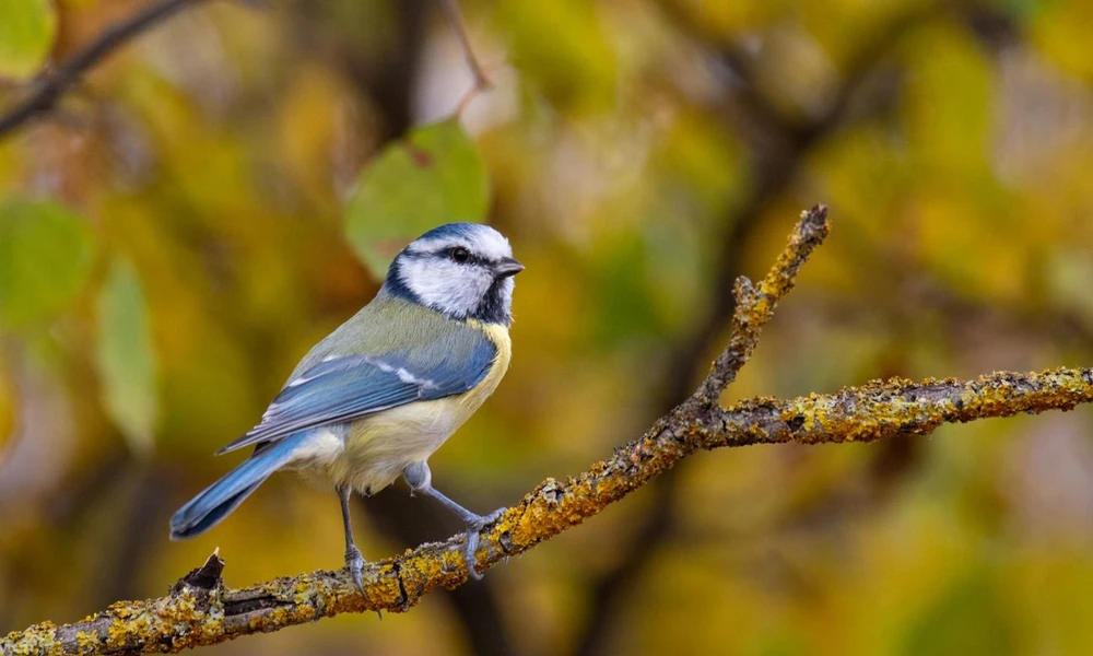 Eurasian blue tit (Cyanistes caeruleus) perched on a tree branch.