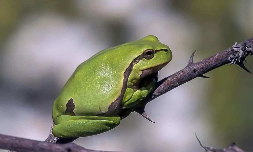 European tree frog (Hyla arborea) perched on a green plant.