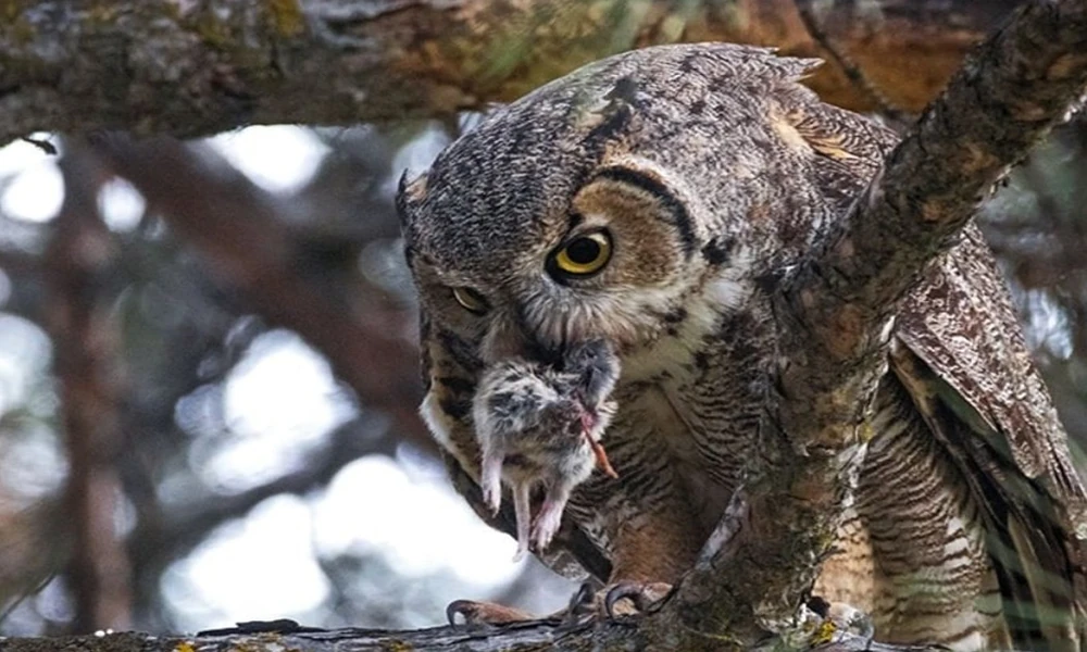 Owl holding a small rodent in its beak while perched on a branch