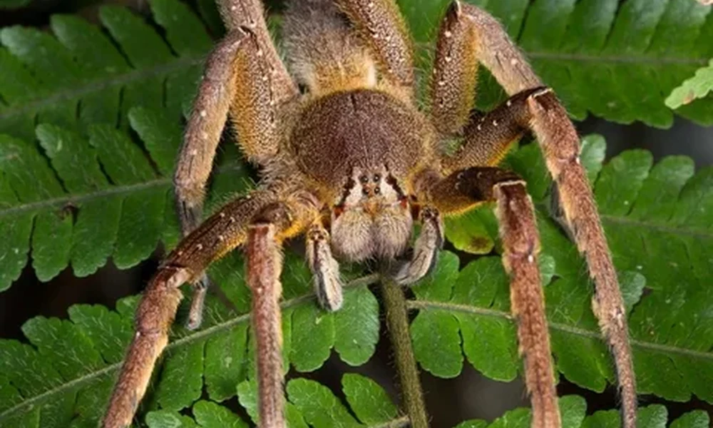 Close-up of a brown, hairy Brazilian wandering spider with long legs on green fern leaves.