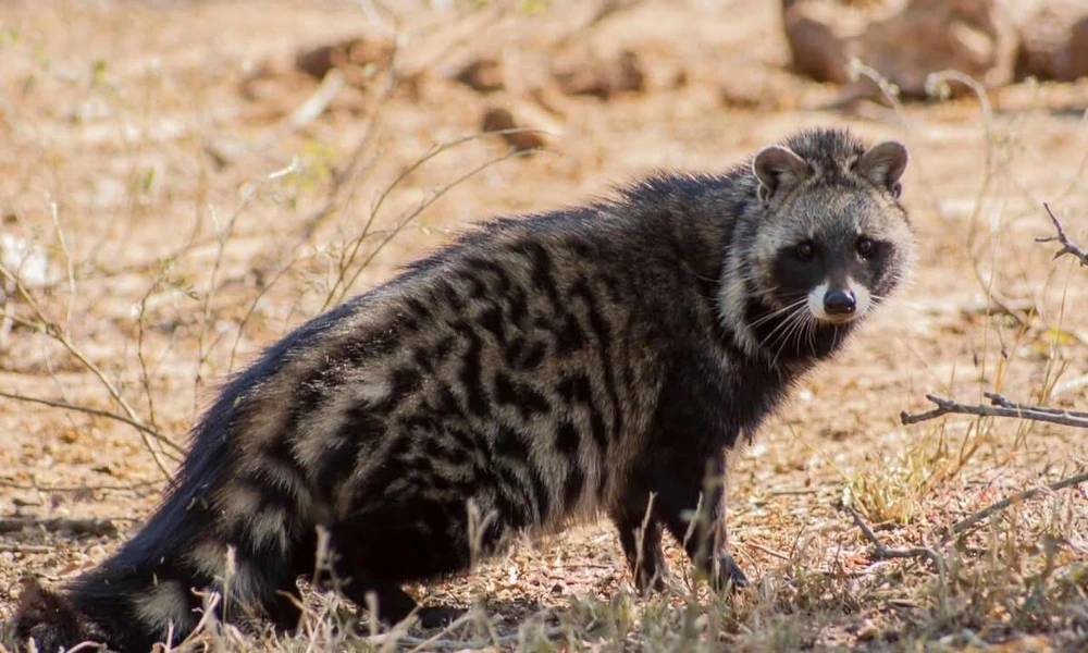 An African civet walking through woodland with a spotted gray-brown coat and bushy tail.