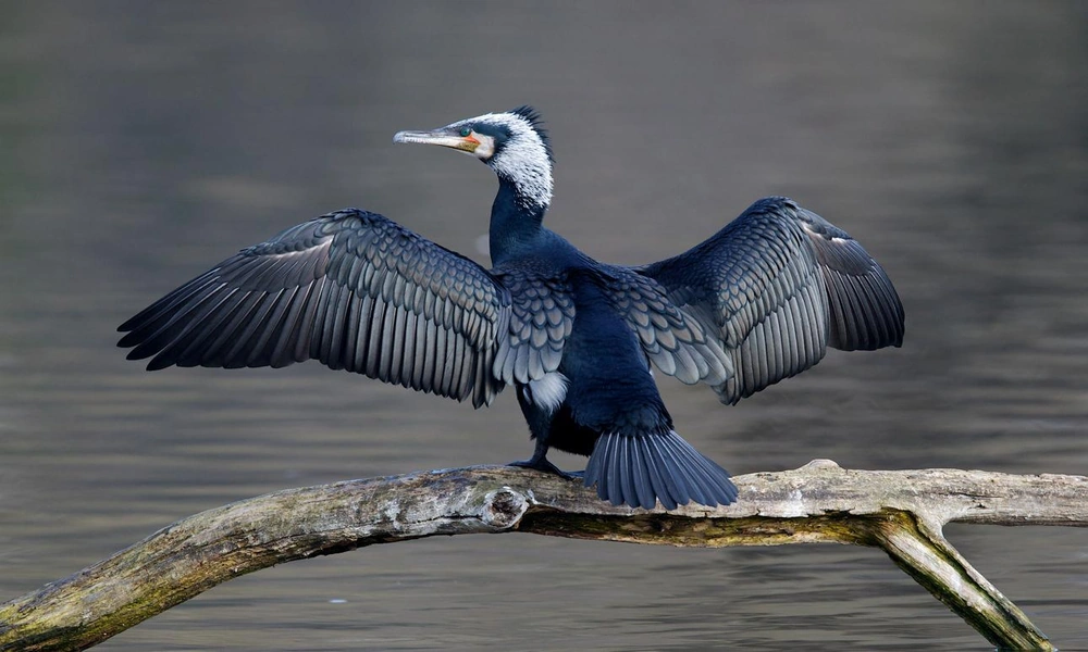 A great cormorant standing beside a lake with its dark wings spread wide to dry.