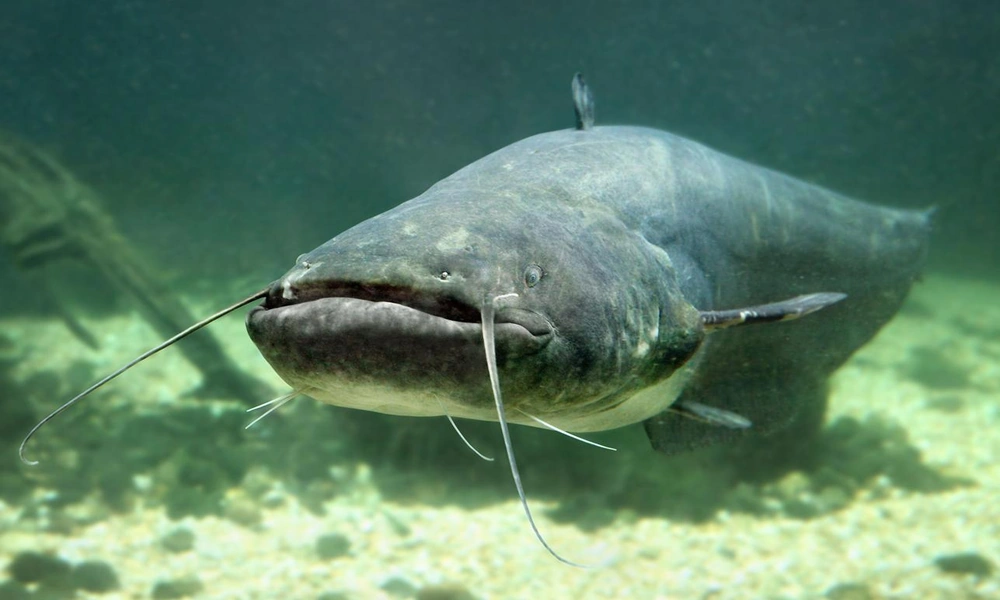 A catfish swimming above the bottom of a freshwater river with long whisker-like barbels around its mouth.
