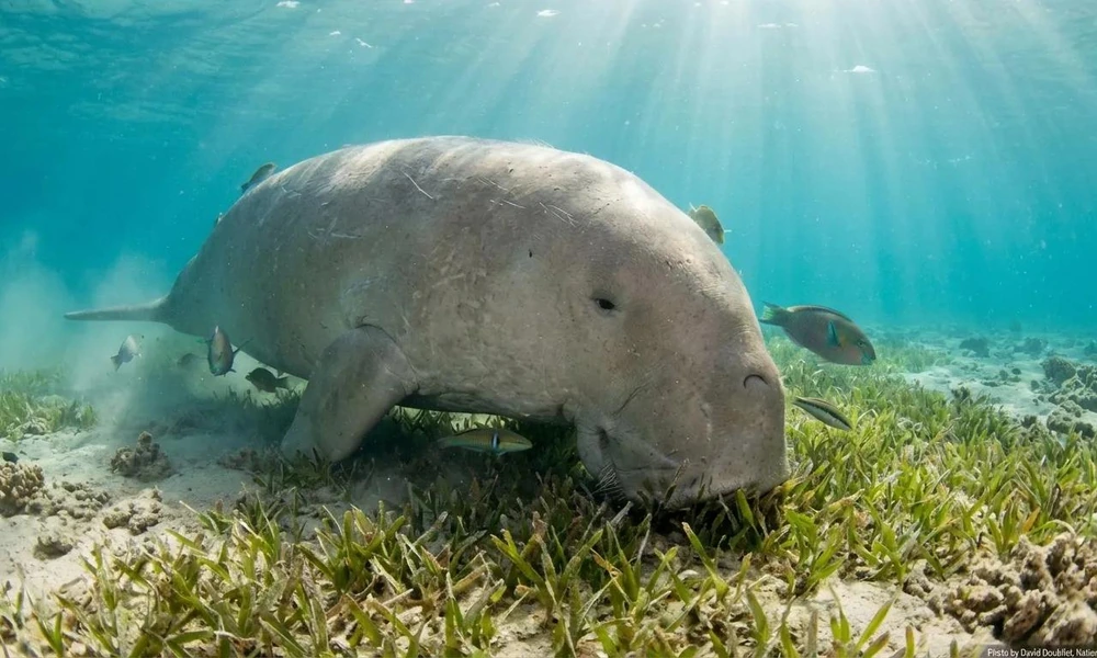Dugong grazing on a seagrass meadow in shallow tropical water.
