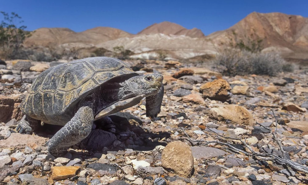 Mojave desert tortoise walking among desert vegetation and rocks.