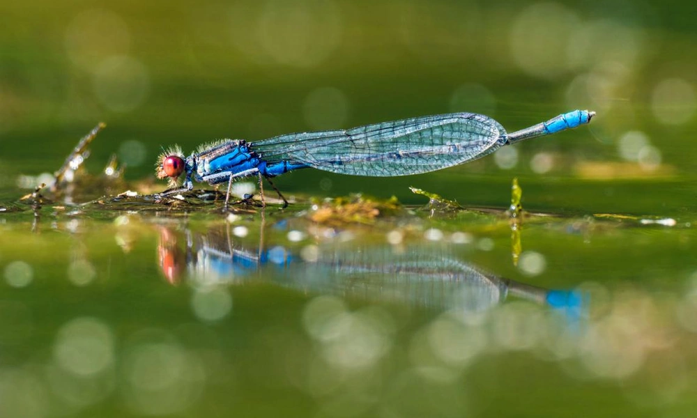 Damselfly perched on vegetation beside a freshwater pond.