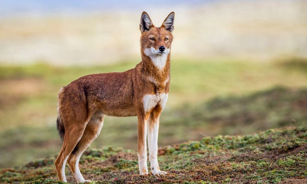 Ethiopian wolf (Canis simensis) in high-altitude Ethiopian grassland.