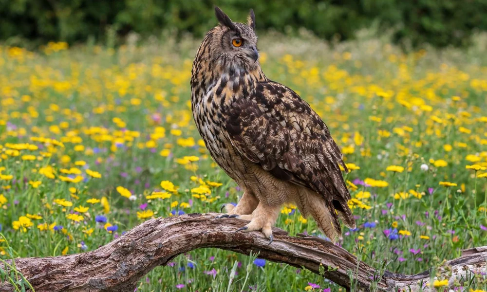 Eurasian eagle-owl (Bubo bubo) perched on a rock.