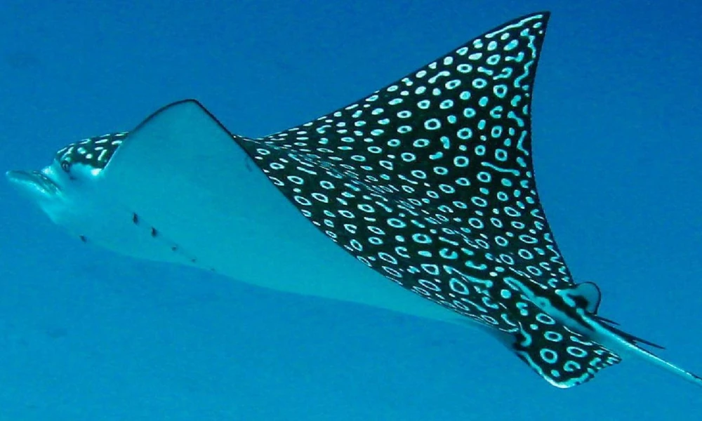 Spotted eagle ray swimming underwater above a sandy seabed.