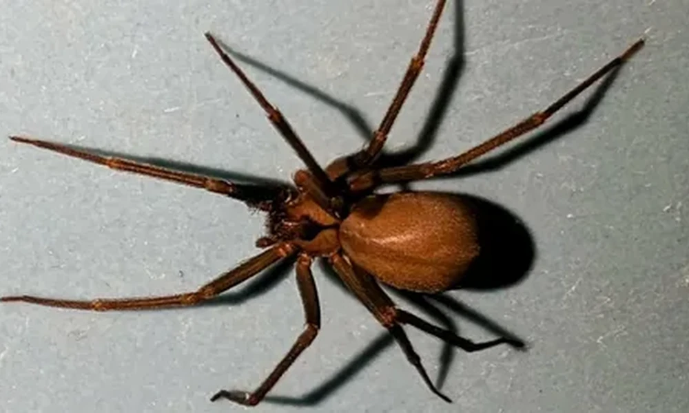 Brown recluse spider with long, thin legs and a tan body on a gray surface.