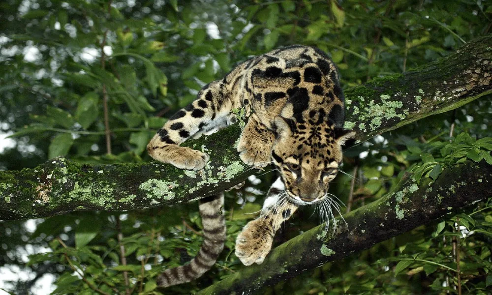 A clouded leopard with large cloud-shaped markings walking through dense tropical rainforest.