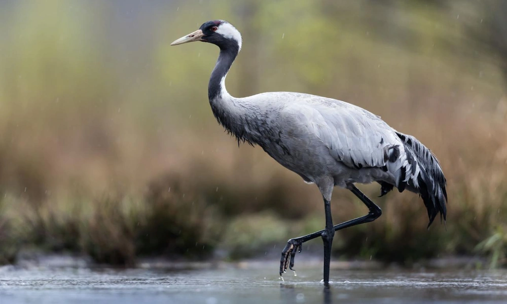 A tall crane standing in shallow wetland water surrounded by grasses and reeds.