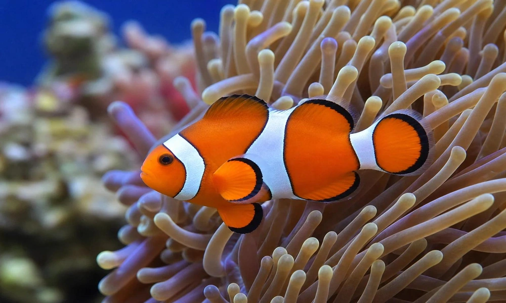 An orange-and-white clownfish swimming beside a sea anemone on a tropical coral reef.
