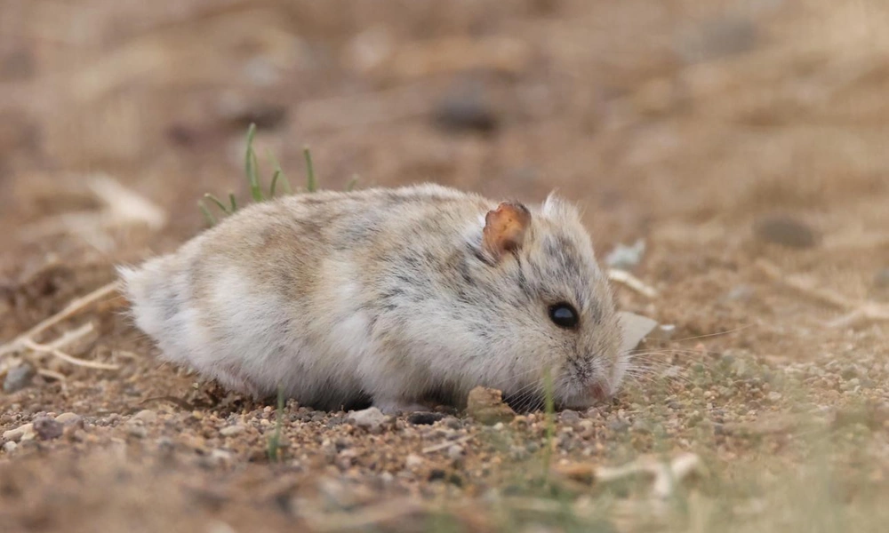 Dwarf hamster standing among dry steppe grasses.