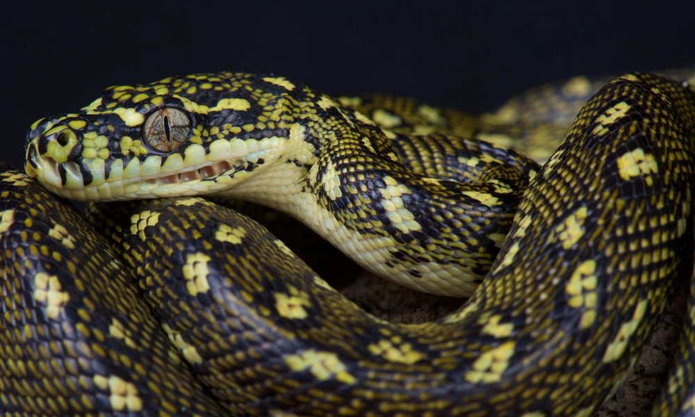 Diamond python coiled on a branch in southeastern Australia.