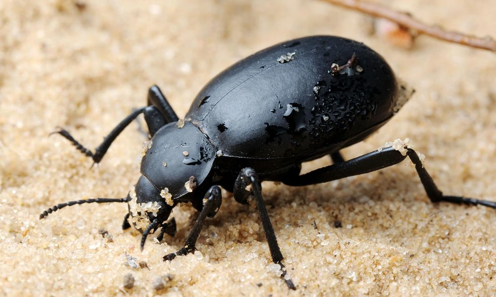 Darkling beetle walking across dry desert ground.