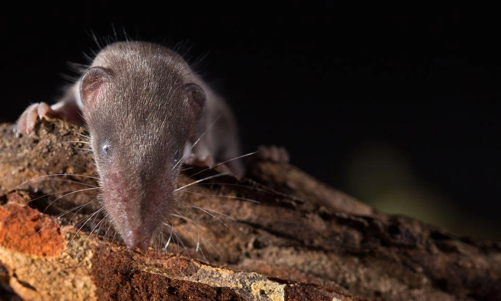 Etruscan shrew (Suncus etruscus) shown in natural habitat.