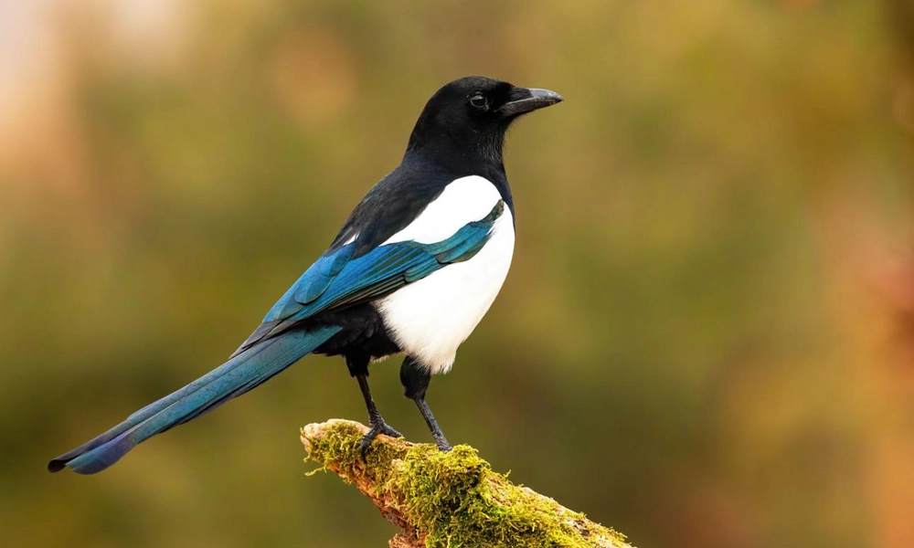 Eurasian magpie (Pica pica) perched on a branch.