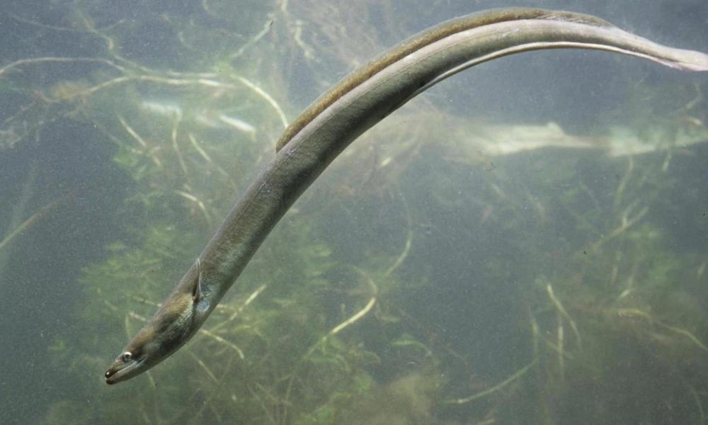 Eel swimming underwater among rocks and aquatic vegetation.