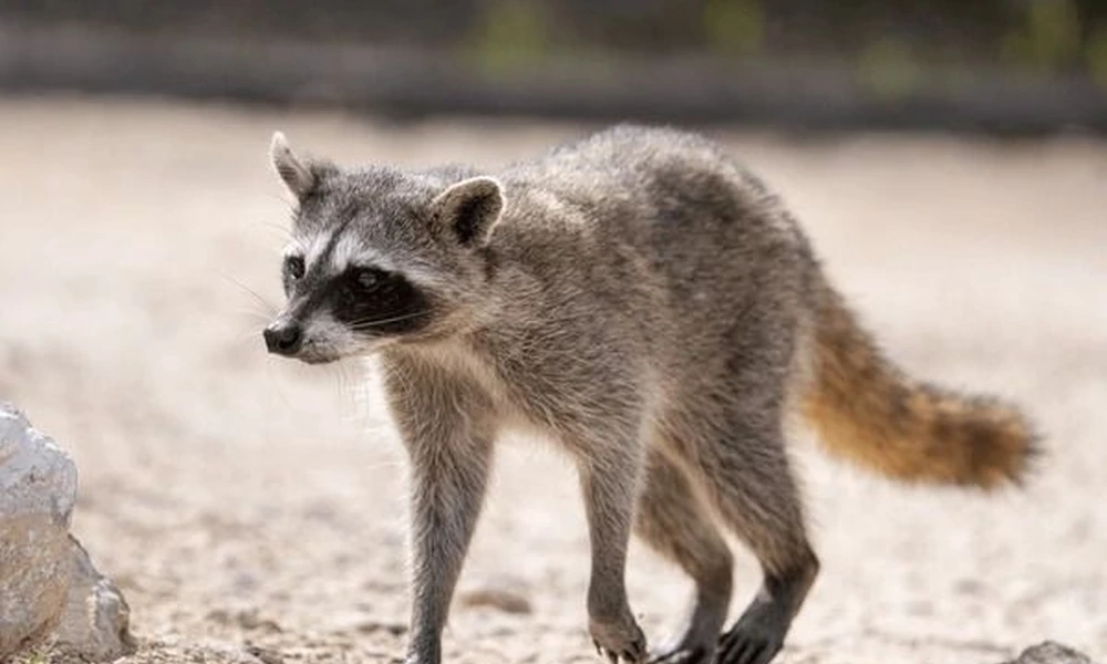 Cozumel raccoon walking across sandy ground